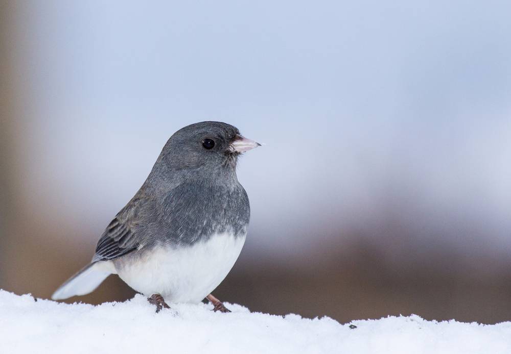 Dark Eyed Junco